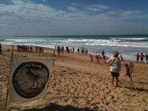 Portsea nippers and one hooded plover chick.