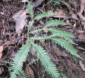 Unknown fern