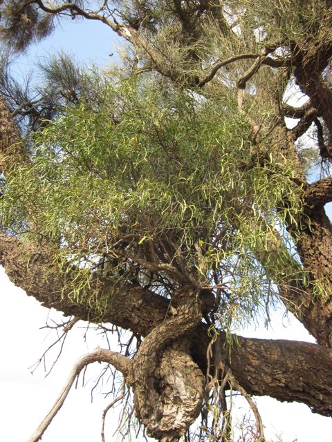 Mistletoe at the Terrick Terrick