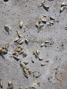 Lake eyre dead fish 1