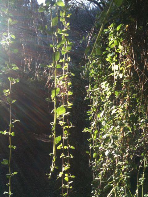 Tetragodia in winter light