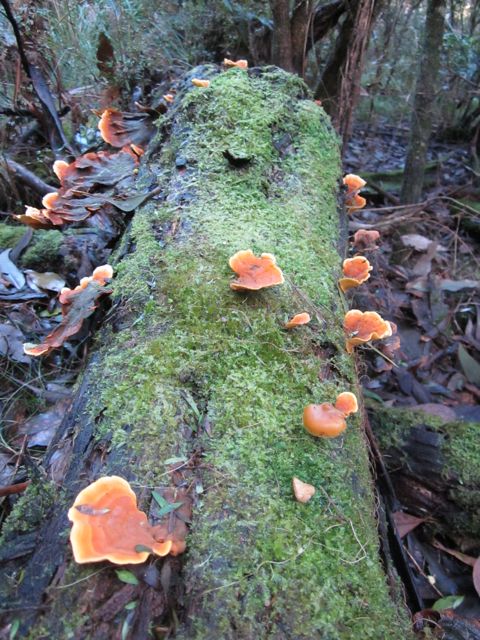 Fungi at flinders 2