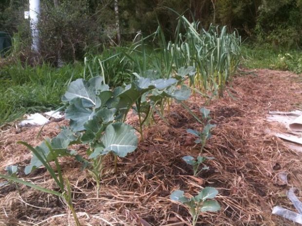 Brochli and Garlic Sept 2011