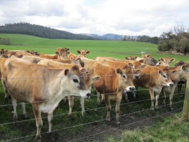 Jersy cows 1