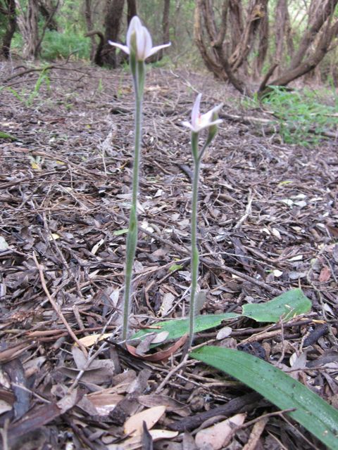 Ladies fingers Sept 2011 2