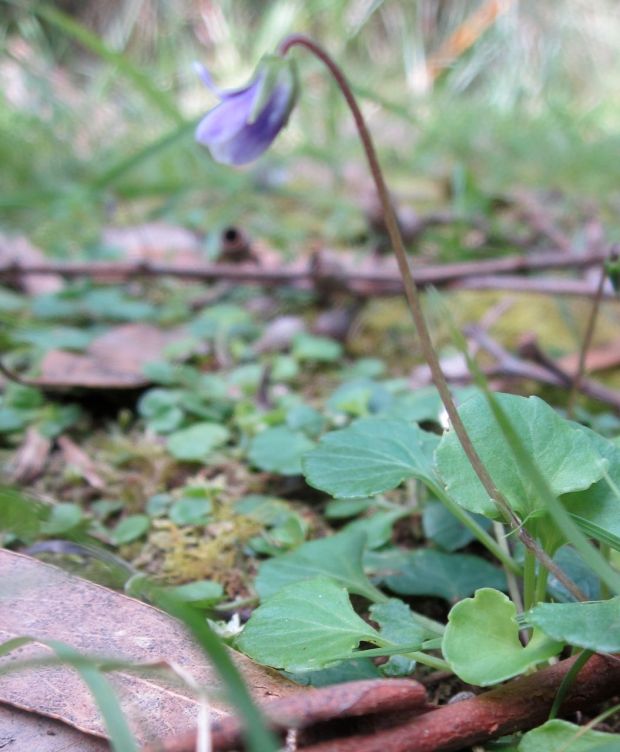 Native violet October 2011