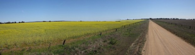 Pano_Canola crop 1