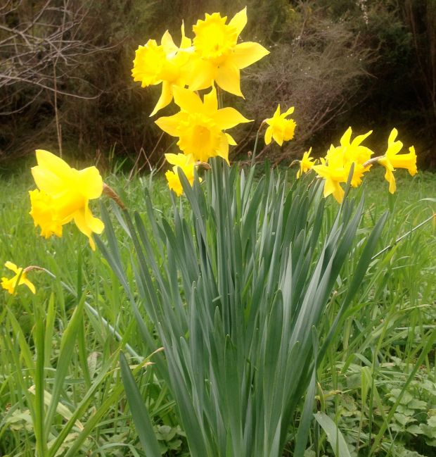 Daffodil Nyora August 2012