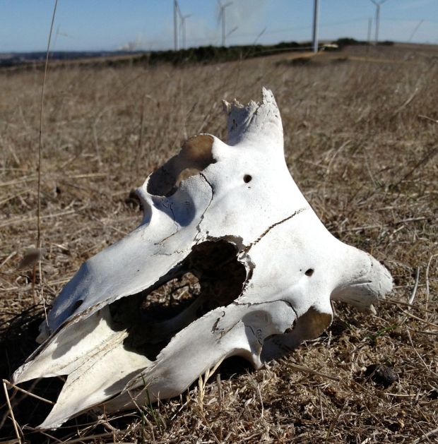 Sheep skull at Oaklands April 2013