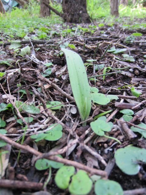 Caladenia latifolia 2013 before flowering