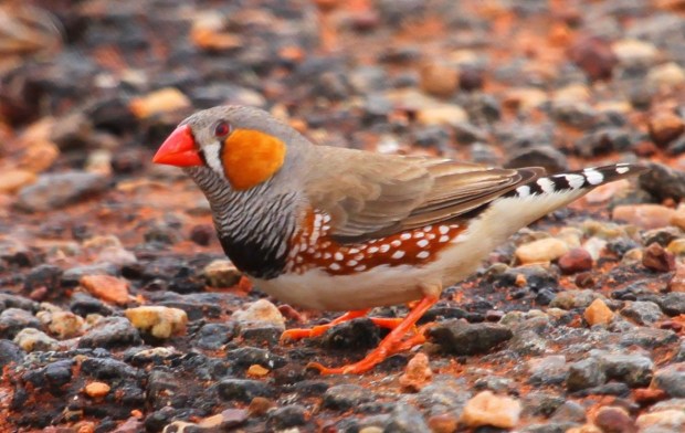 Zebra Finch male