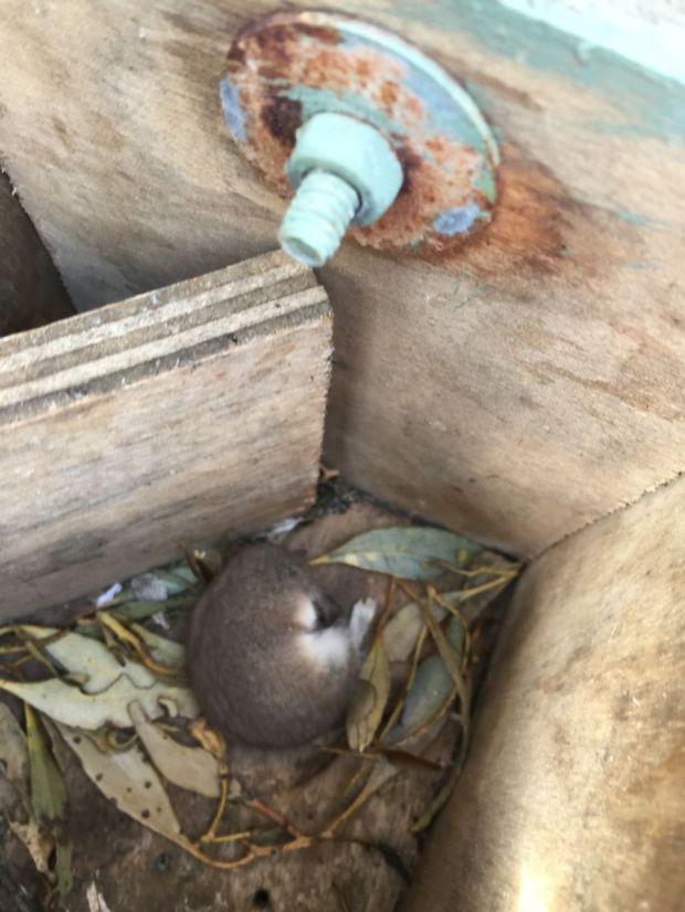 Western pigmy Possum