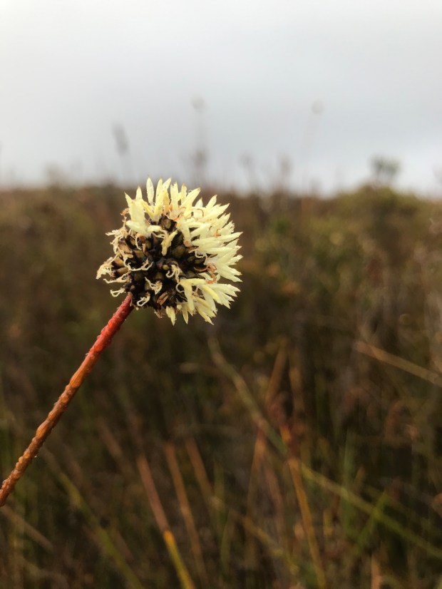 Button Grass Flower