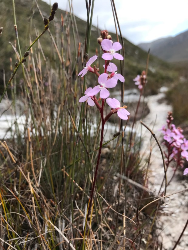 Small Trigger Plants